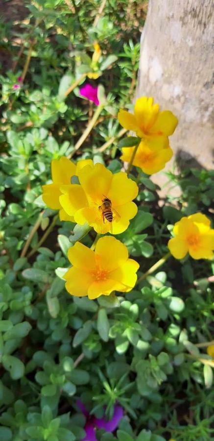 Ben Tre Hong Thai River Side Homestay מראה חיצוני תמונה